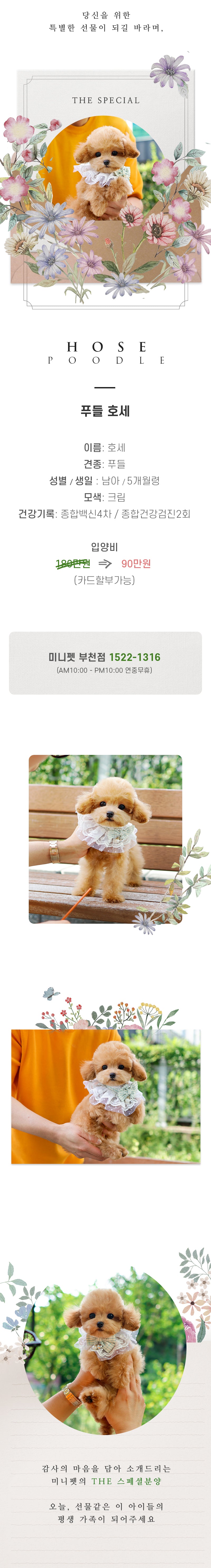 푸들 - 호세 (남아)