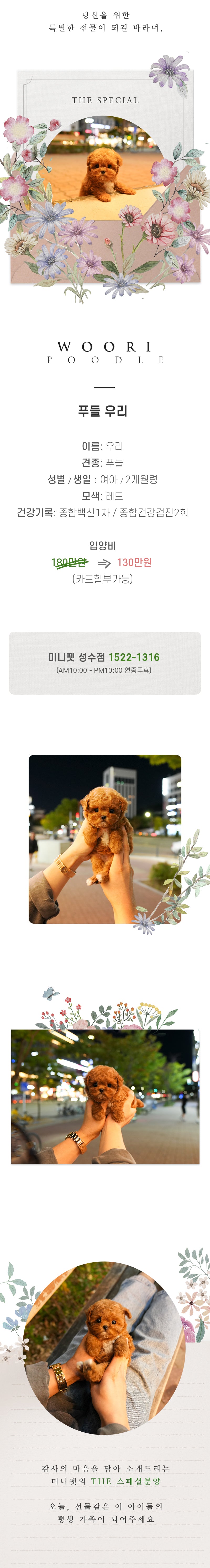 푸들 - 우리 (여아)