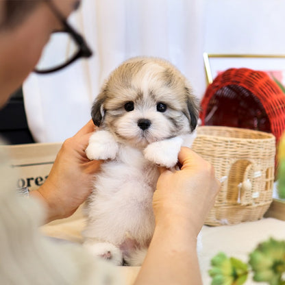 꼬숑 - 방자 (남아)