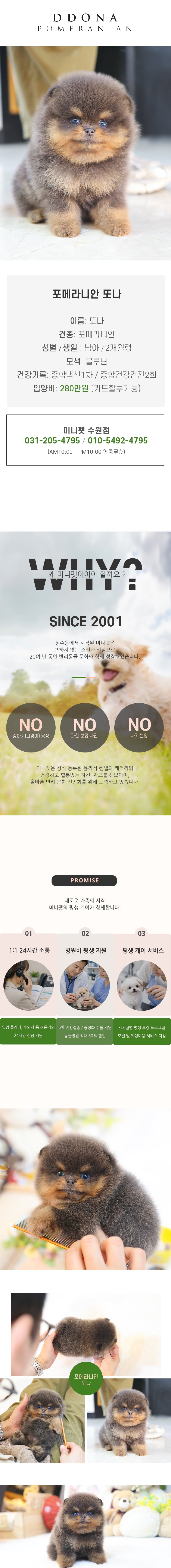 포메라니안 - 또나 (남아)