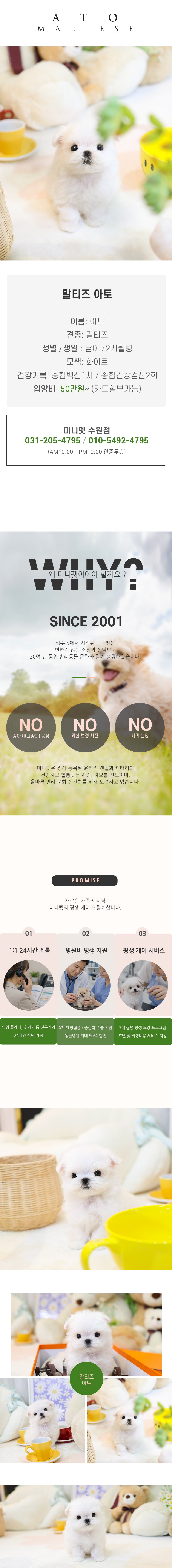 말티즈 - 아토 (남아)