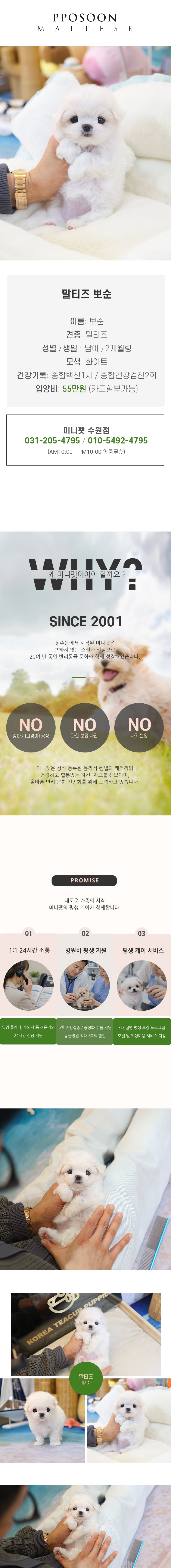 말티즈 - 뽀순 (남아)