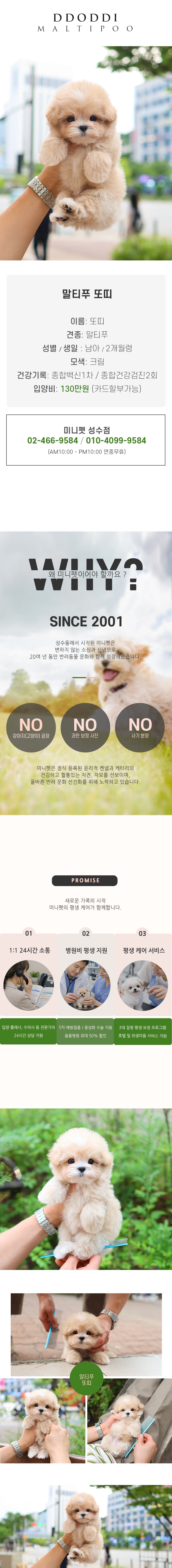 말티푸 - 또띠 (남아)