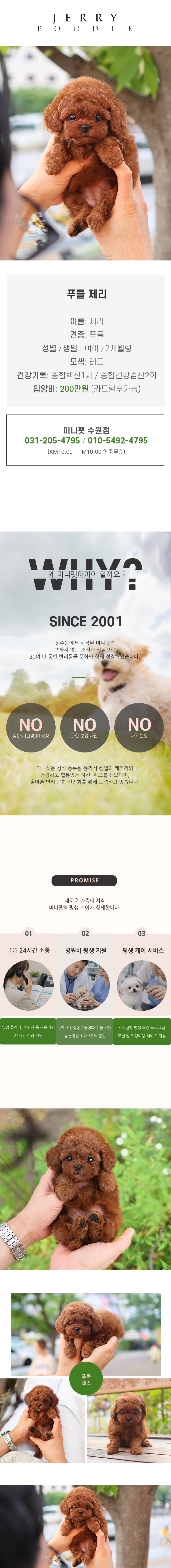 푸들 - 제리 (여아)