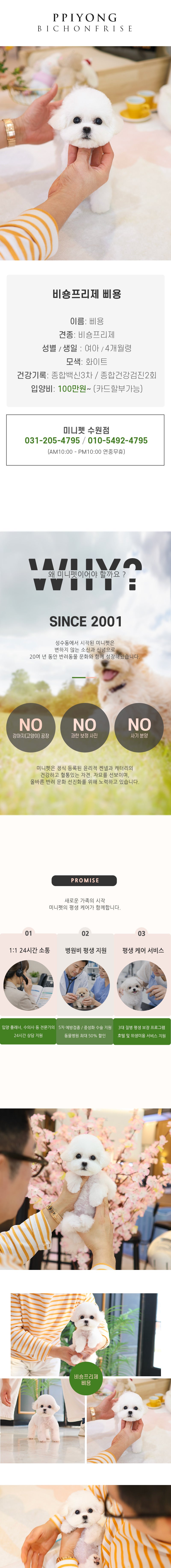 비숑프리제 - 삐용 (여아)