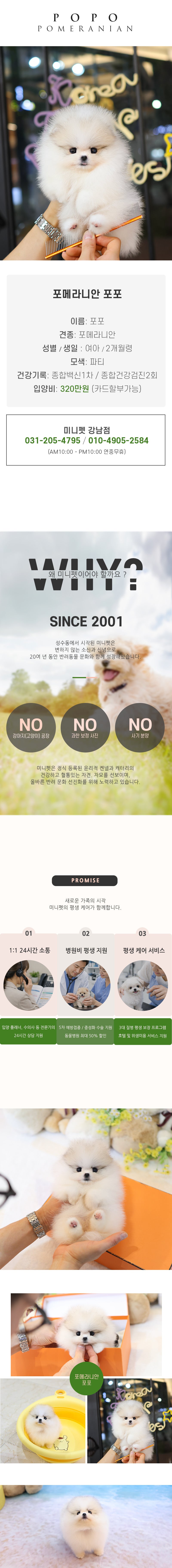 포메라니안 - 포포 (여아)