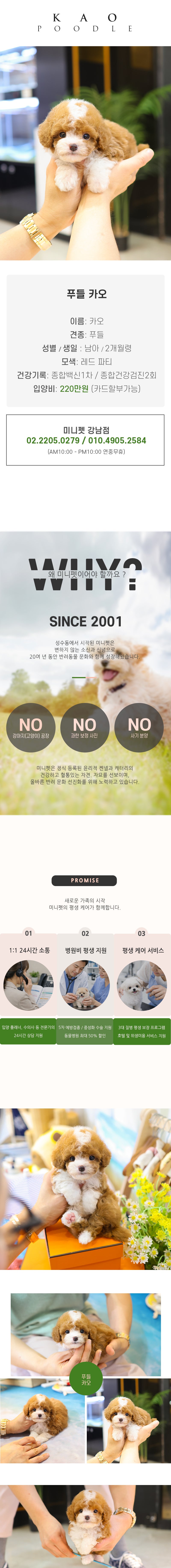 푸들 - 카오 (남아)