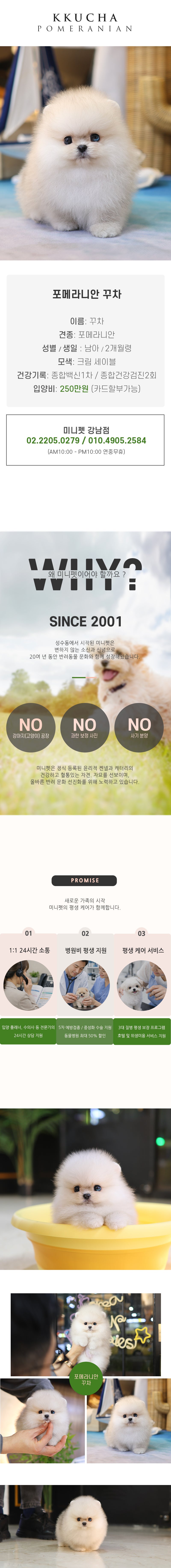 포메라니안 - 꾸차 (남아)