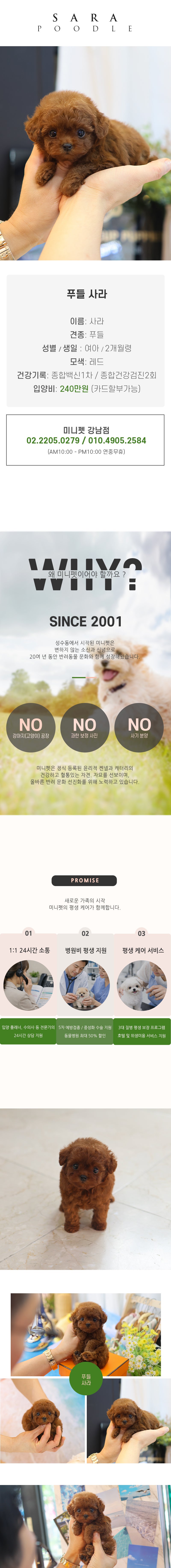 푸들 - 사라 (여아)