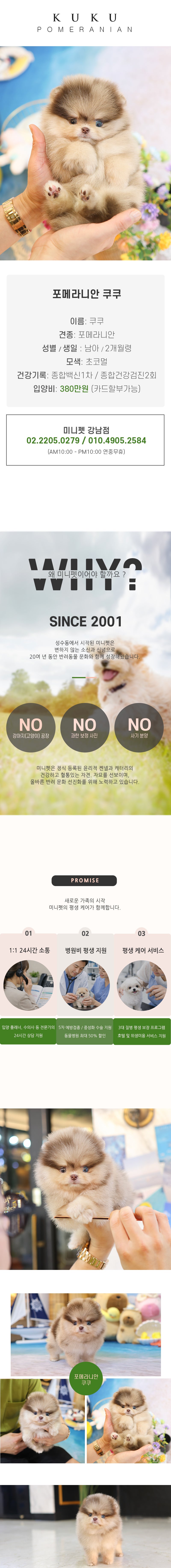 포메라니안 - 쿠쿠 (남아)