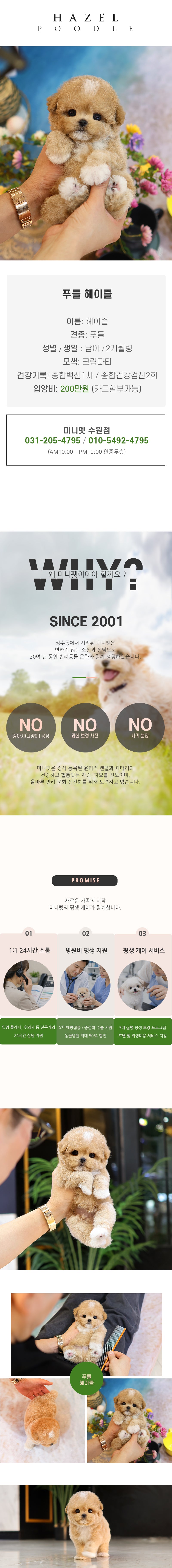 푸들 - 헤이즐 (남아)