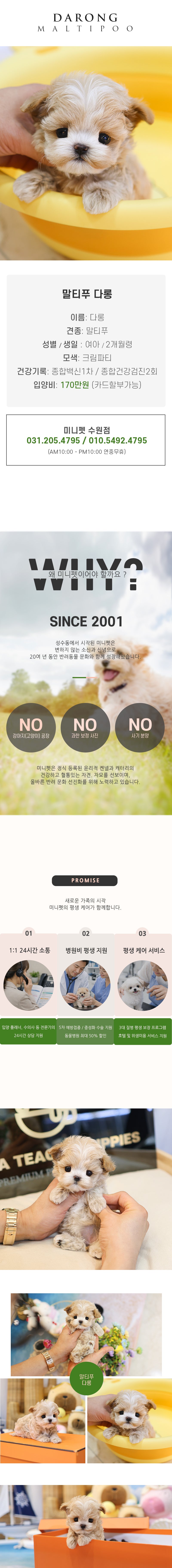 말티푸 - 다롱 (여아)