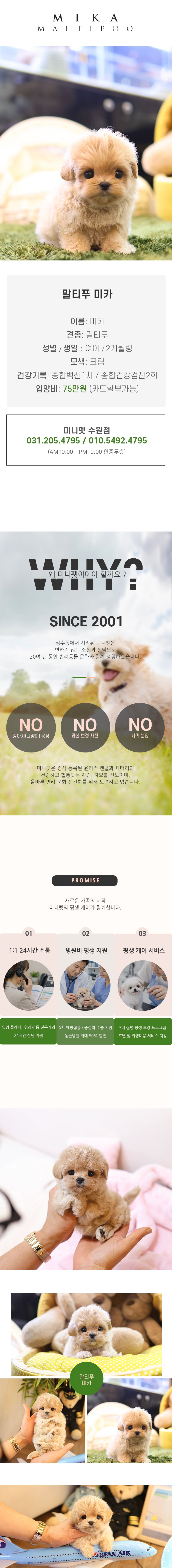 말티푸 - 미카 (여아)
