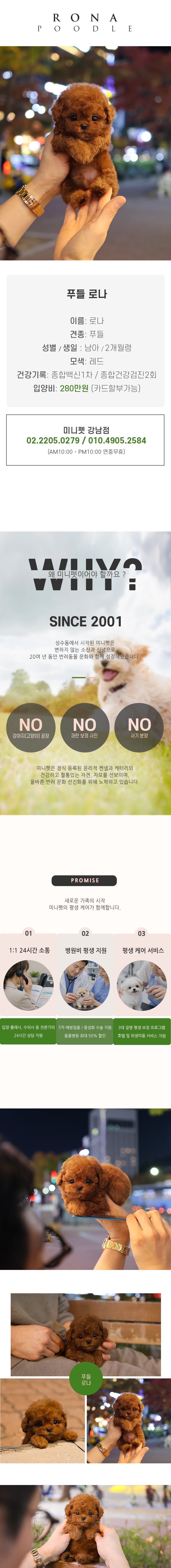 푸들 - 로나 (남아)