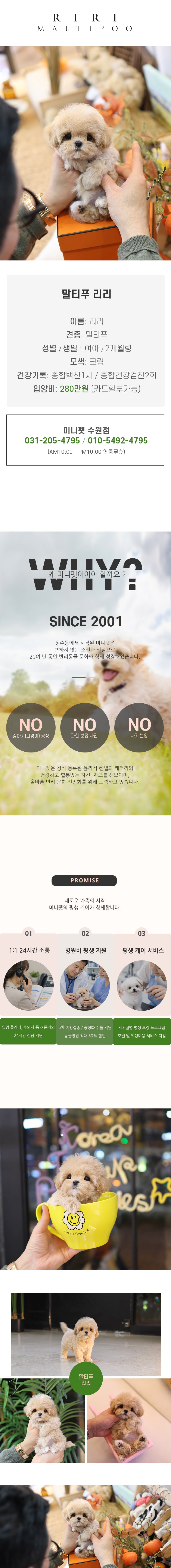 말티푸 - 리리 (여아)