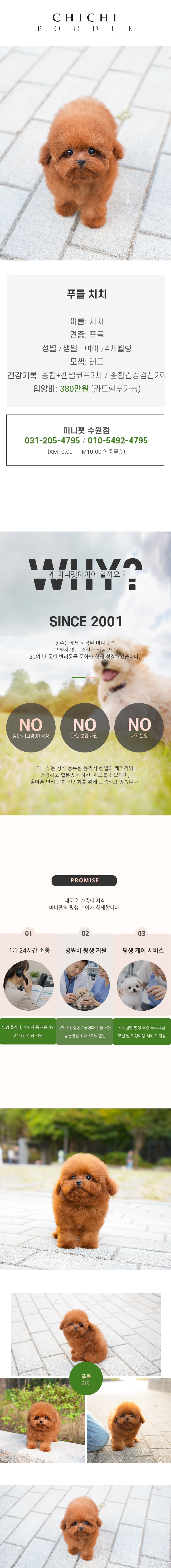푸들 - 치치 (여아)
