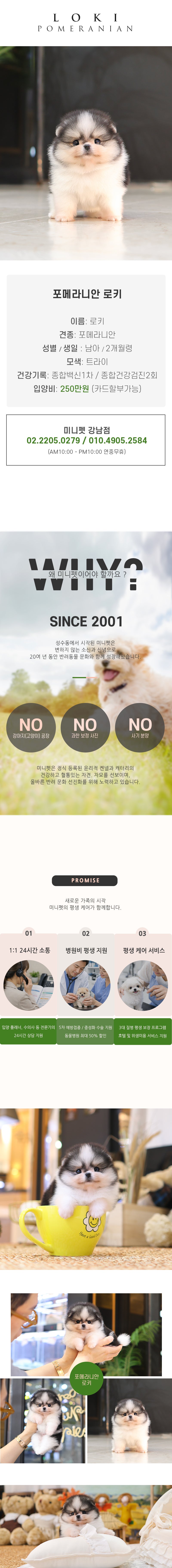 포메라니안 - 로키 (남아)