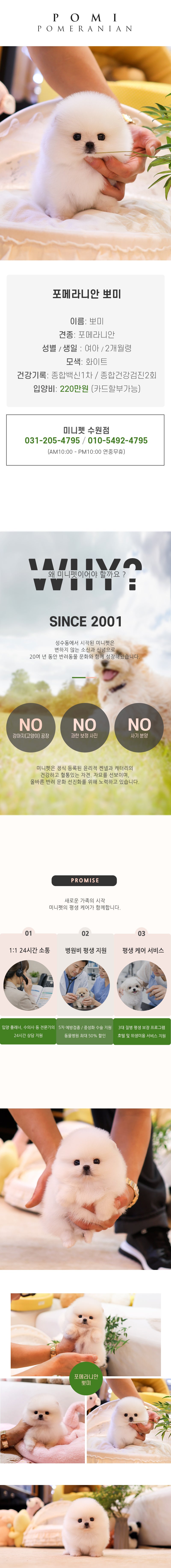 포메라니안 - 뽀미 (여아)