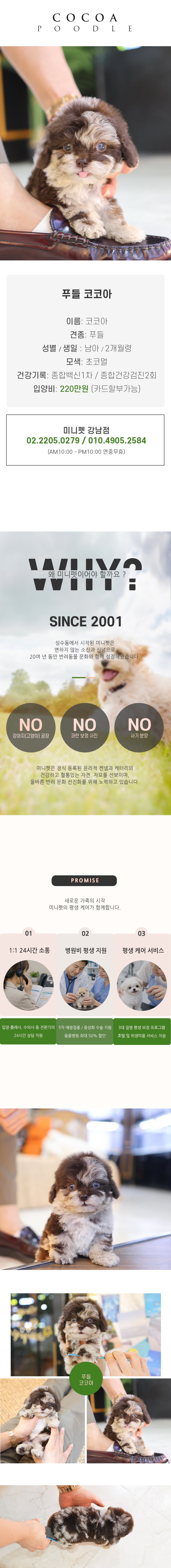 푸들 - 코코아 (남아)