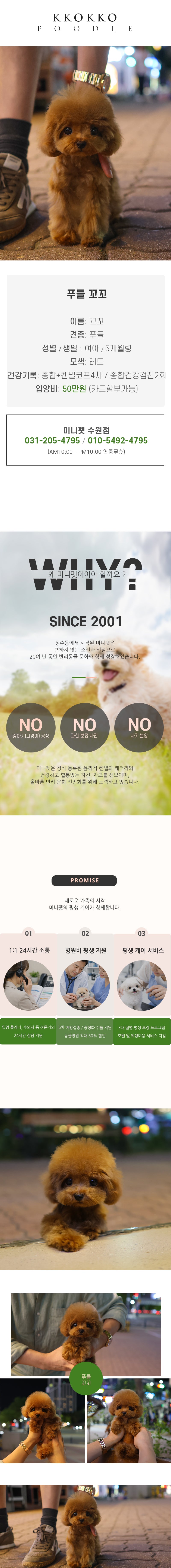 푸들 - 꼬꼬 (여아)