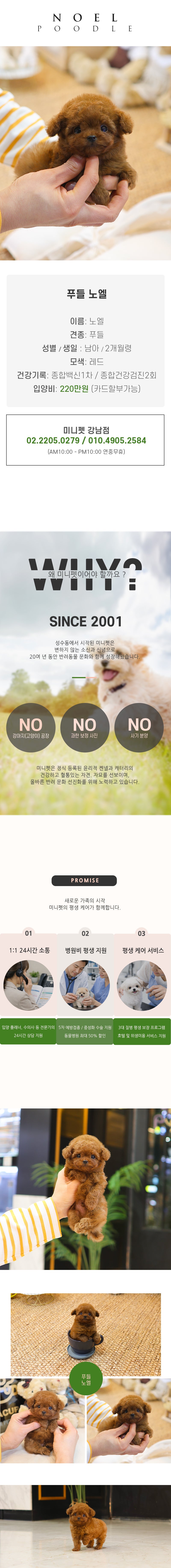 푸들 - 노엘 (남아)