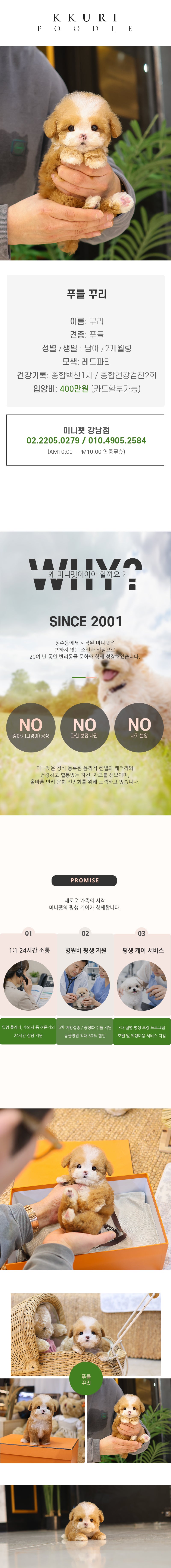 푸들 - 꾸리 (남아)