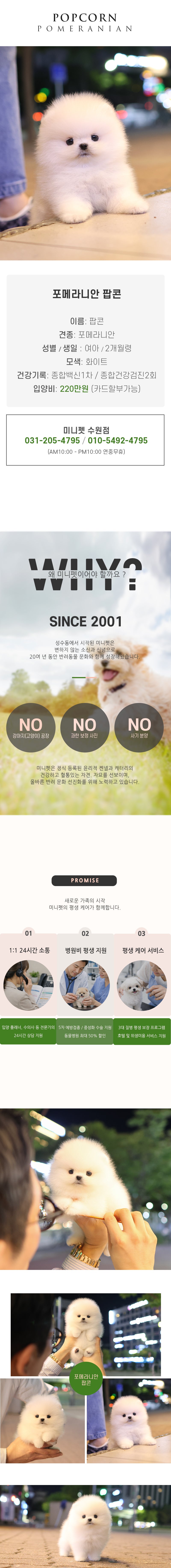 포메라니안 - 팝콘 (여아)