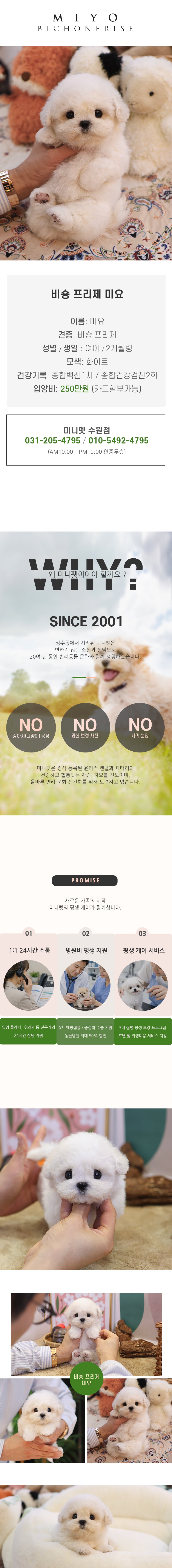 비숑 프리제 - 미요 (여아)