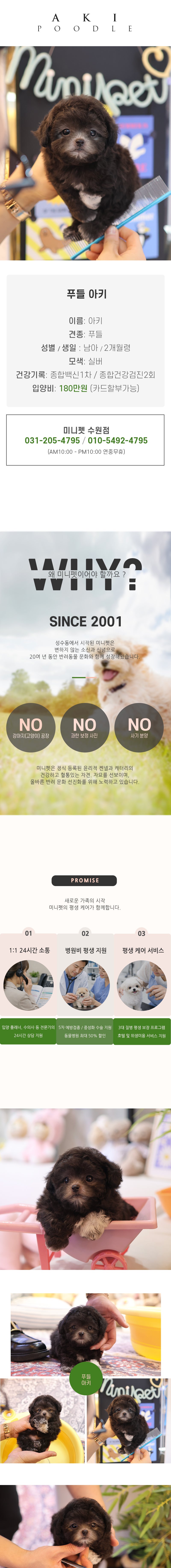 푸들 - 아키 (남아)