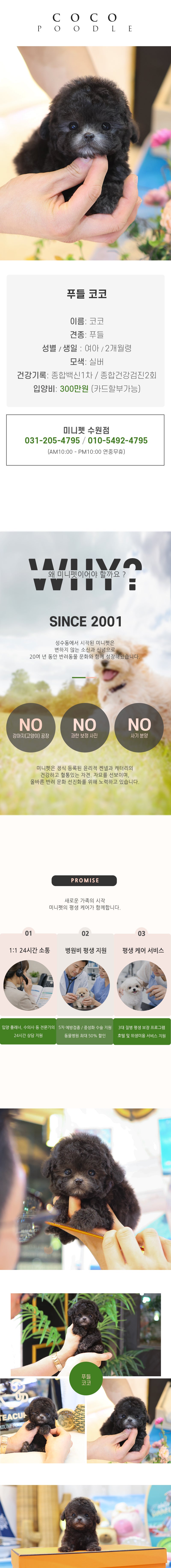 푸들 - 코코 (여아)