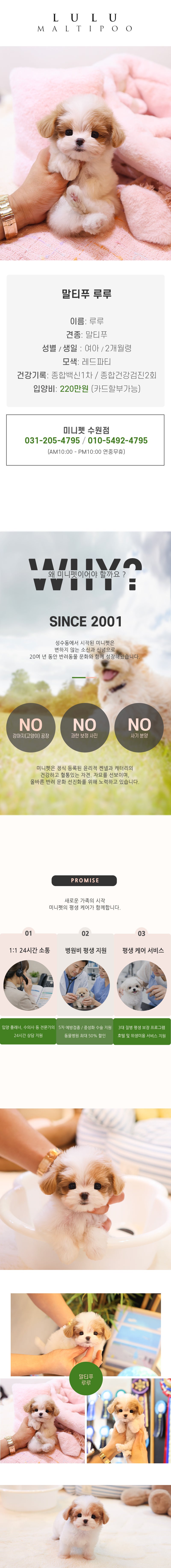 말티푸 - 루루 (여아)