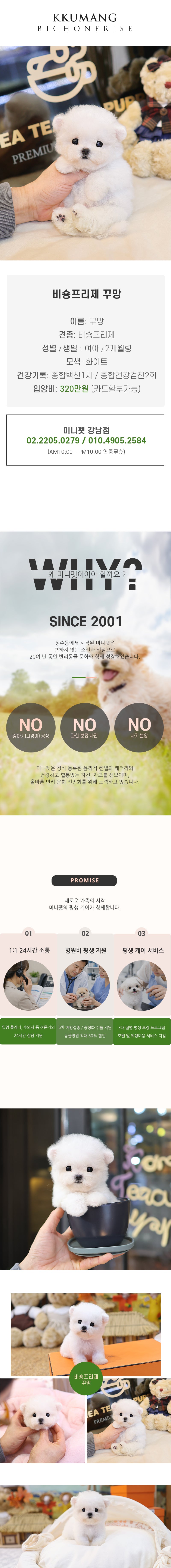 비숑프리제 - 꾸망 (여아)