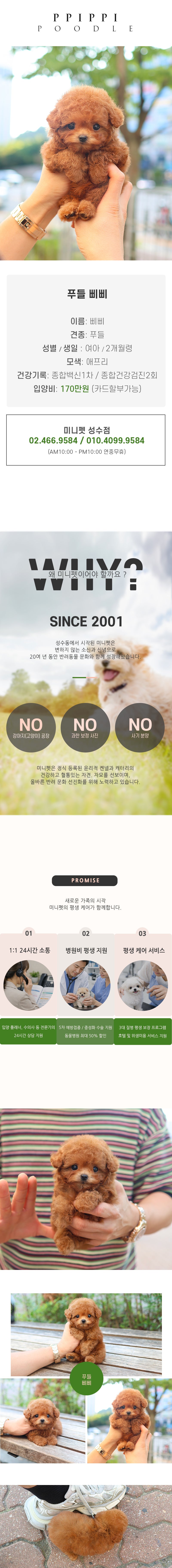 푸들 - 삐삐 (여아)