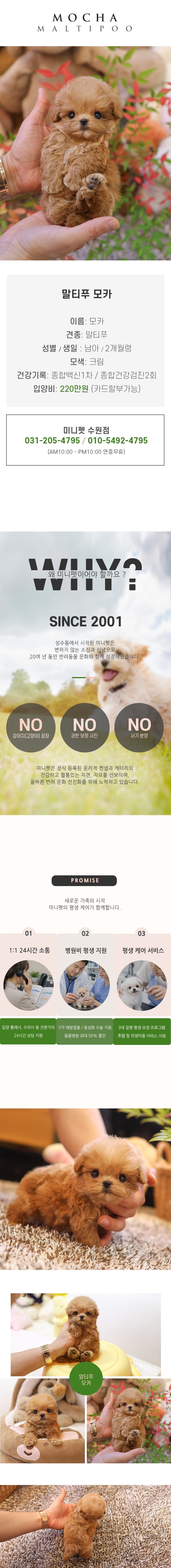 말티푸 - 모카 (남아)