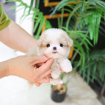 말티푸 - 반반 (남아)