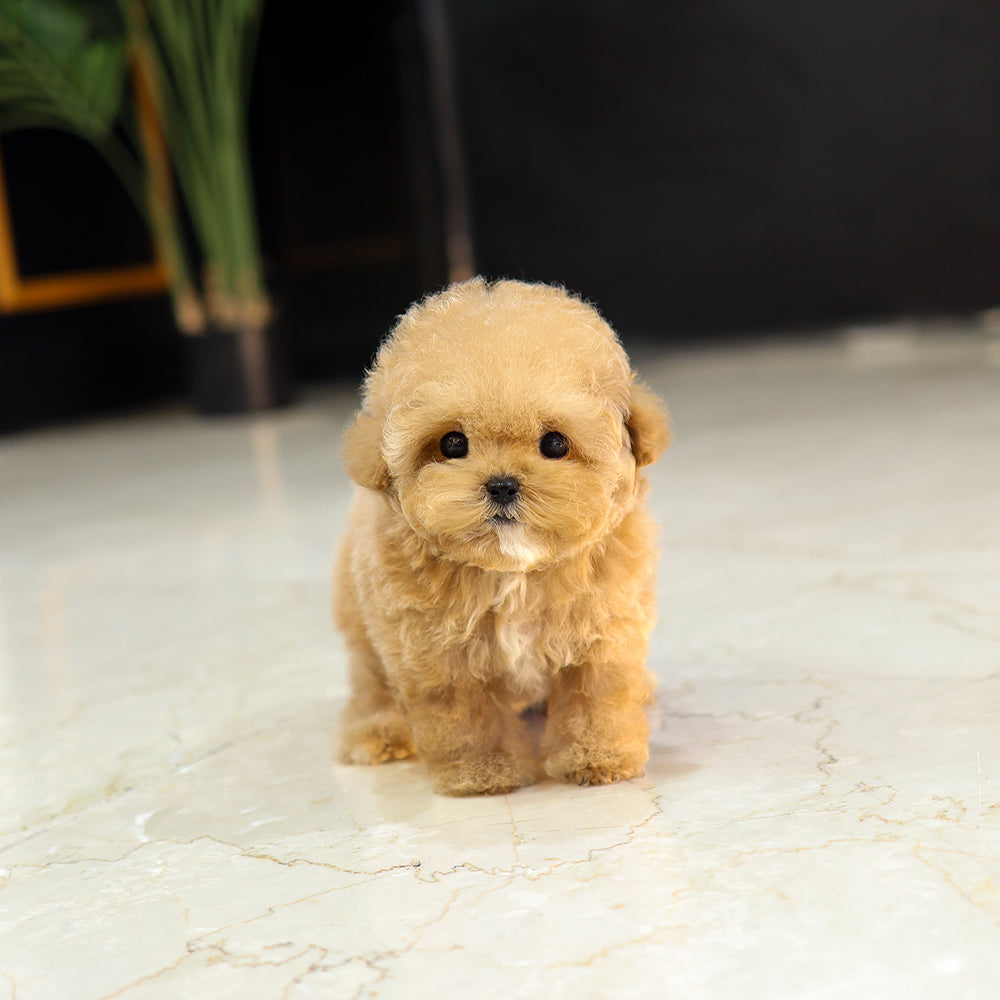 푸들 - 레인 (여아)