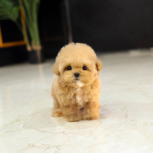 푸들 - 레인 (여아)