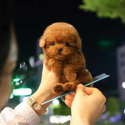 푸들 - 전주 (남아)