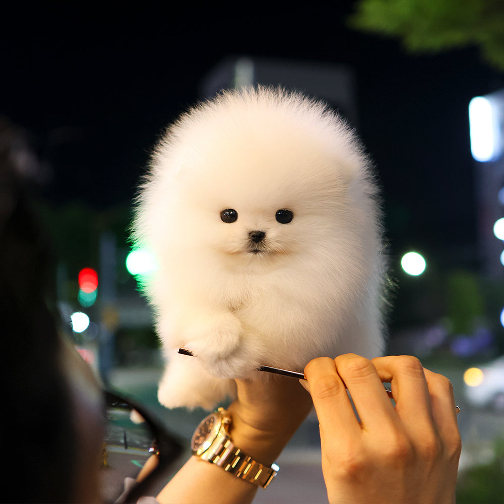포메라니안 - 쩝쩝 (남아)