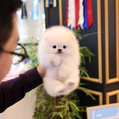 포메라니안 - 순곱 (남아)