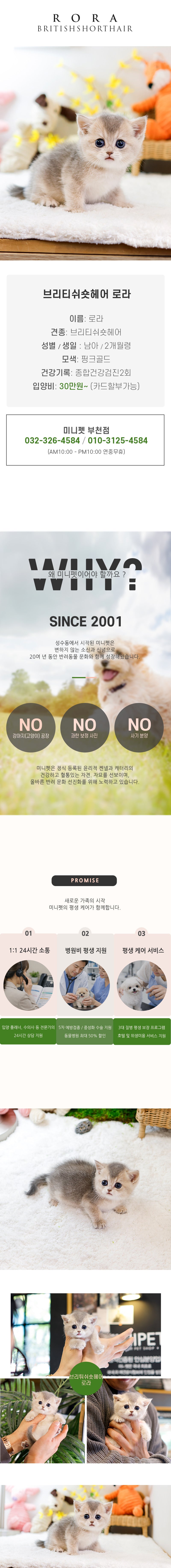 브리티쉬숏헤어 - 로라 (남아)
