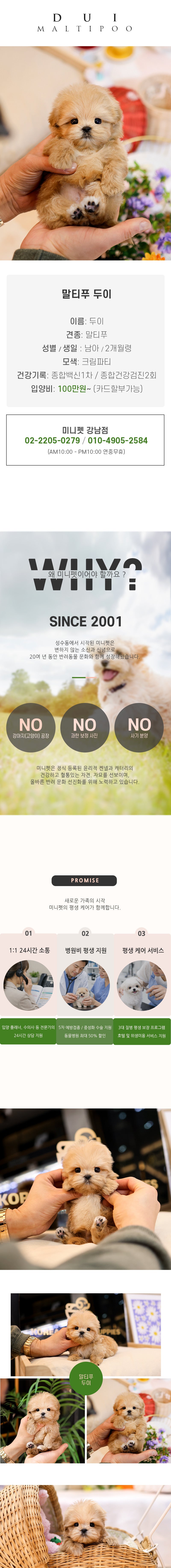 말티푸 - 두이 (남아)