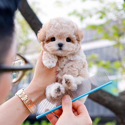 말티푸 - 마제 (남아)
