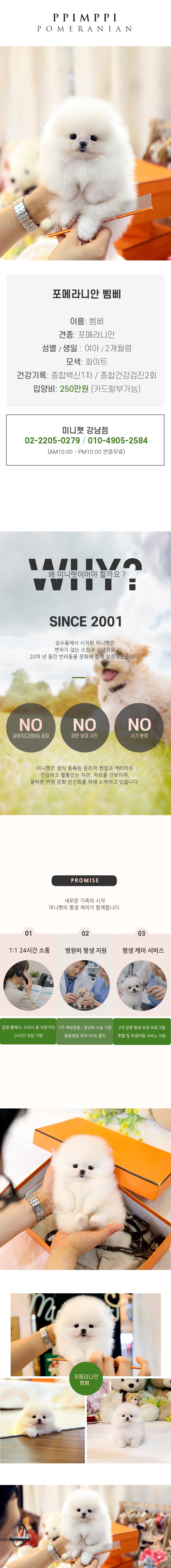 포메라니안 - 삠삐 (여아)