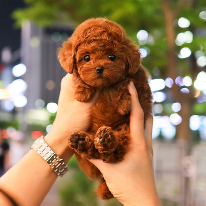푸들 - 티니 (남아)