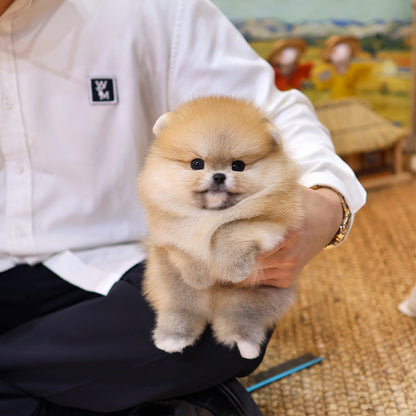 포메라니안 - 치이,카와 (여아,남아)