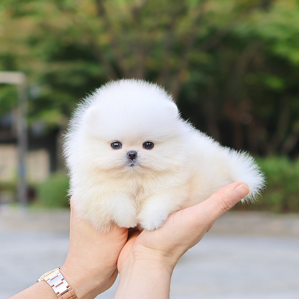 포메라니안 - 비비 (여아)