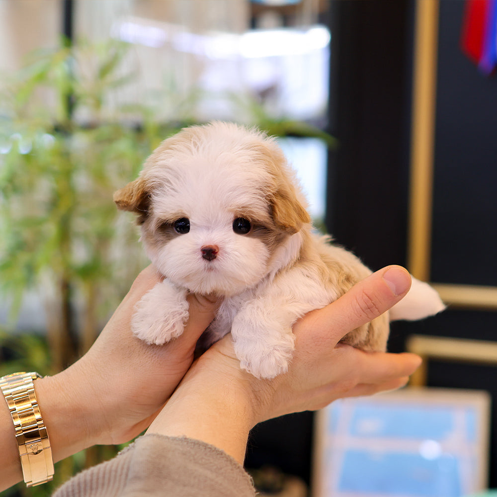 말티푸 - 인형 (여아)