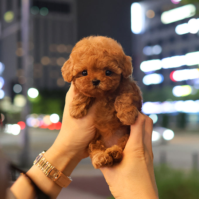 푸들 - 가을 (여아)