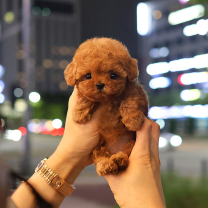 푸들 - 가을 (여아)